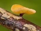 Habitus
