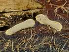 Habitus