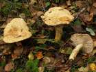 Habitus