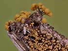 Habitus
