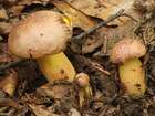 Habitus