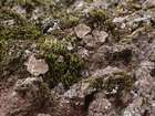 Habitus