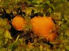 Habitus