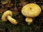 Habitus
