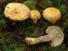 Habitus